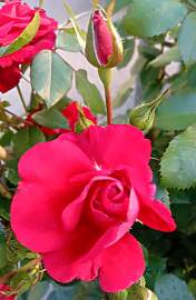 Kletterrose Rose The Princes Trust kaminrot im