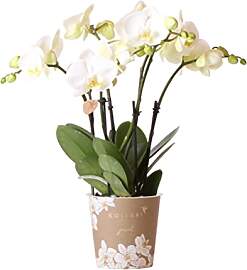 Kolibri Orchids | Weiße Phalaenopsis Orchidee