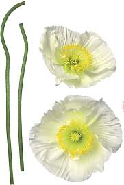 Komar Deco-Sticker PAVOT BLANC | 50 x 70 cm |
