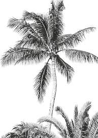 Komar Vlies Fototapete - Retro Palm - Größe: 200 