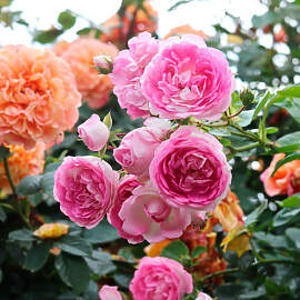 KORDES ROSEN Kletterrose Rosa  »Jasmina®«