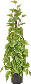 Kunstbaum CREATIV GREEN "Philodendron