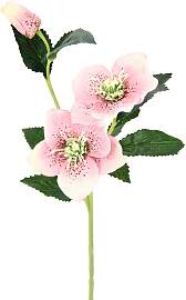 Kunstblume I.GE.A. "Christrose", rosa,