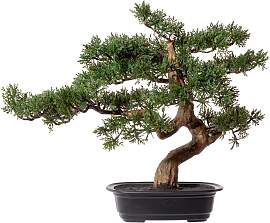Kunstbonsai CREATIV GREEN "Bonsai