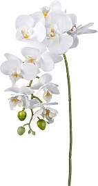 Kunstorchidee CREATIV GREEN "Orchidee