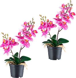 Kunstorchidee CREATIV GREEN "Orchidee