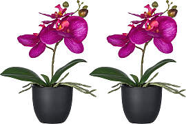 Kunstorchidee CREATIV GREEN "Orchidee