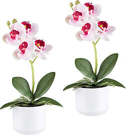Kunstorchidee CREATIV GREEN "Orchidee
