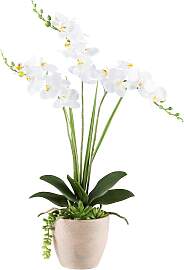 Kunstorchidee CREATIV GREEN "Orchidee
