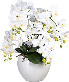 Kunstorchidee CREATIV GREEN "Phalaenopsis im