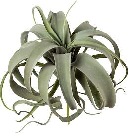 Kunstpflanze CREATIV GREEN "Tillandsie", 