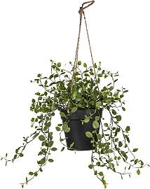 Kunstpflanze Mühlenbeckiaampel Grün ca. 31cm