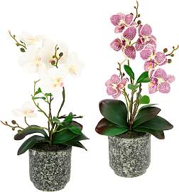 Kunstpflanze OTTO HOME "Orchidee", beige 