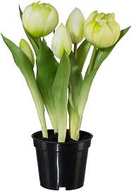 Kunstpflanze Tulpe I in Grün/Weiß