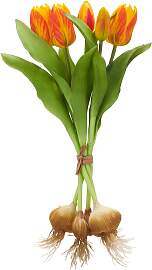 Kunsttulpe CREATIV GREEN "Tulpenbund",