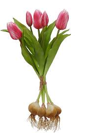 Kunsttulpe CREATIV GREEN "Tulpenbund",