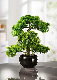 Lärchen-Bonsai in schwarzem Keramiktopf, Grün,