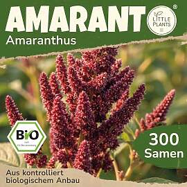 Little Plants BIO Amarant Samen 300 Fuchsschwanz