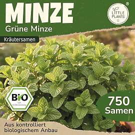 Little Plants BIO Minze Samen 750 Grüne Minze