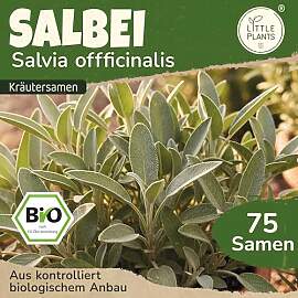 Little Plants BIO Salbei Samen 75 Salbeisamen