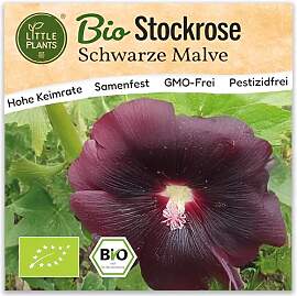 Little Plants BIO Schwarze Stockrose Samen 100