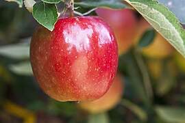 Malus domestica 'Braeburn' 150–200 cm