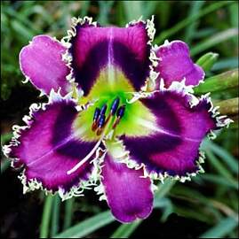 Mehrjährige Blumenzwiebel ist