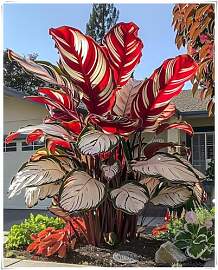 Mehrjährige Blumenzwiebel ist winterhart,Lebende