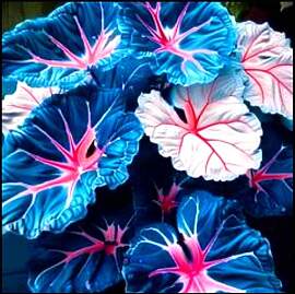 Mehrjährige Blumenzwiebel ist winterhart,Lebende