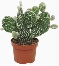 meinvipshop Kaktus Opuntia microdasys Albispina