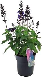 meinvipshop Topfpflanze Salbei 50cm XXL Salvia