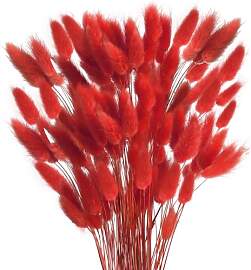 Minnhua 120pcs Trockenblumen Rot Pampasgras