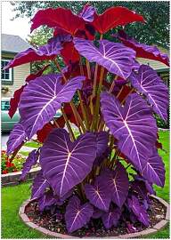 Mysteriöse magische Glühbirne, Mehrjährige