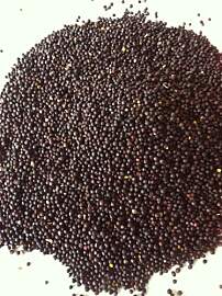 Natur-shop24 5 KG Rapssamen