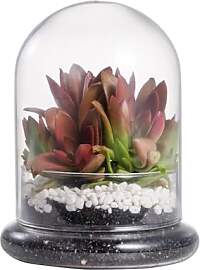 NCYP Kleine Transparente Dekorative Glas Terrarium 