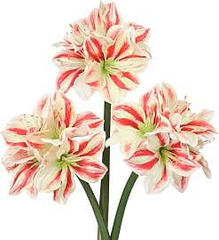 Oairse 3er-Set Kunstblumen Clivia mit 4