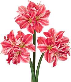 Oairse 3er-Set Kunstblumen Clivia mit 4