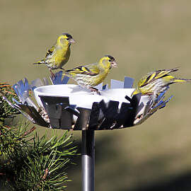 Opossum Design, Vogeltränke mit Porzellanschalen, 
