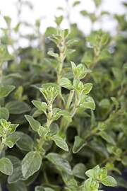 Origanum vulgare 9x9 cm Topf – Winterhart,