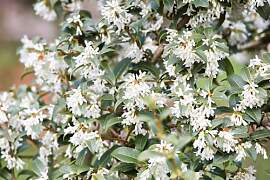 Osmanthus x burkwoodii 60-80 cm – Winterhart,