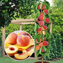 Pfirsichbaum- Säulenobstbäume - 80/90 cm hoch -