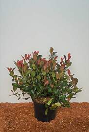 Pflanzen Glanzmispel 'Red Robin' 5 l