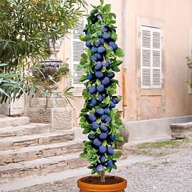 Pflaumenbaum - Säulenobstbäume - 80/90 cm hoch - 