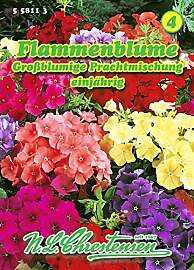 Phlox Drummondii, Flammenblume, Großblumige