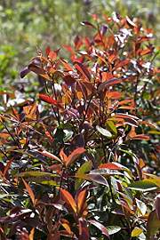 Photinia fraseri 'Red Robin' 80–100 cm 