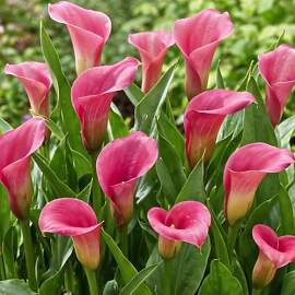Pink Passion (Rosa) Zantedeschia Calla Lilien