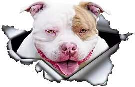 Pitbull Aufkleber, 3D Zerrissener Effekt,