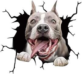 Pit Bull Hund Lustig Autoaufkleber, 3D Zerrissener 