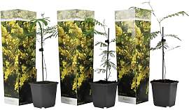 Plant in a Box - Acacia dealbata Mimose - 3er Set