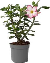 Plant in a Box - Adenium Obesum - Adenium Pink